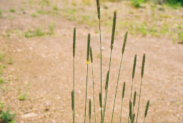 Yellow Spider and Yellow Wild 