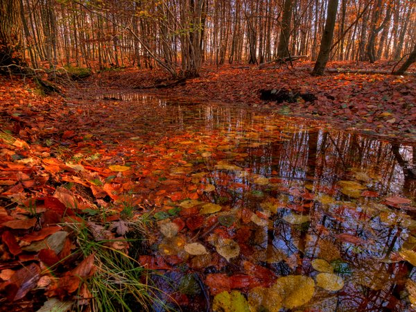 Water and forest - HDR