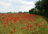 poppy field