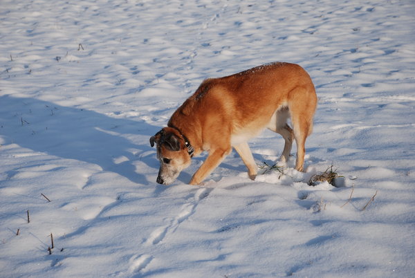 snowy dog dira
