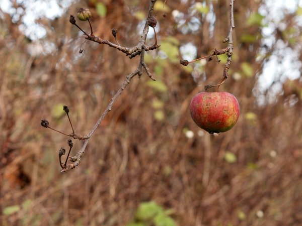 Autumn Apple on branch