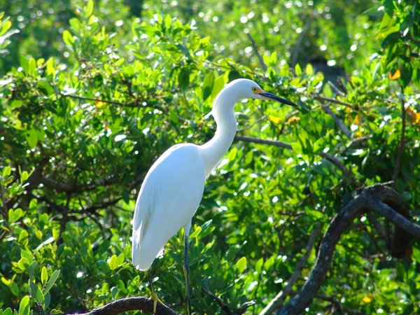 White Crane in the Keys