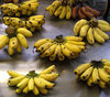 banana bunches