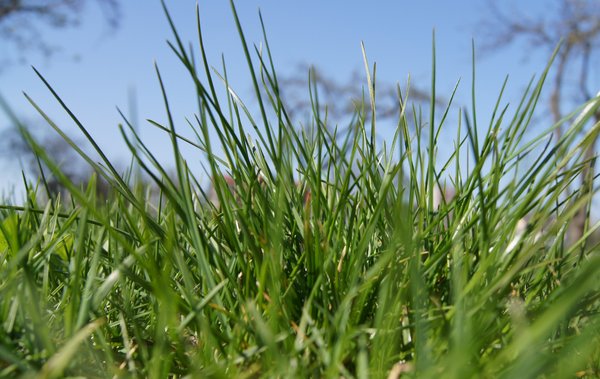 grass series