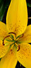 Asiatic lily