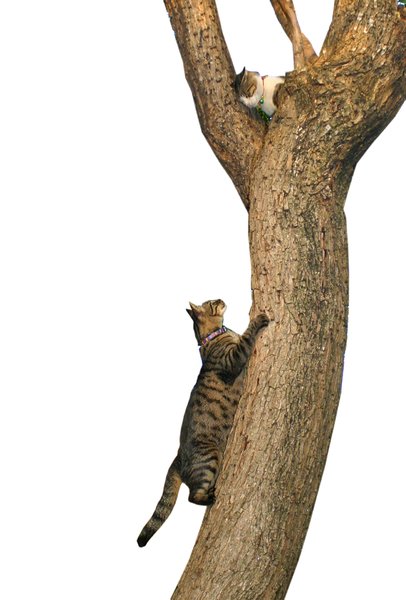two cats on a tree