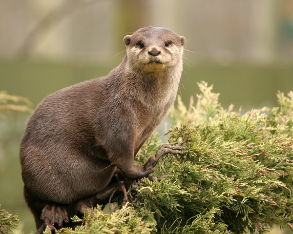 Otter Up a Tree
