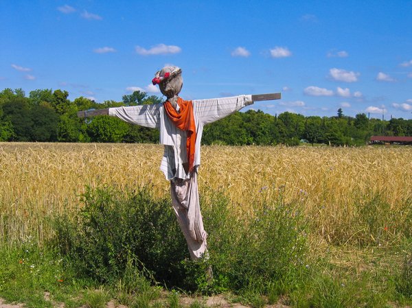 scarecrow at wheat field