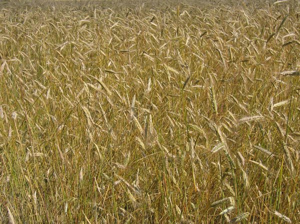 ripe organic wheat