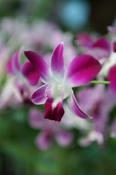 Purple Orchids 1