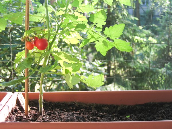 balcony tomatoes