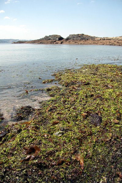 Seaweed in the beach 1