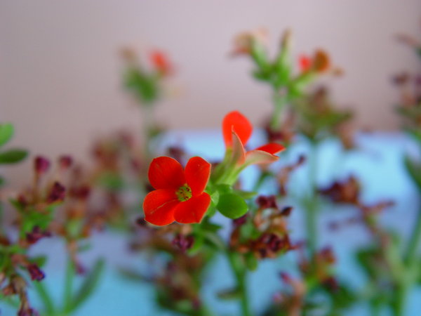 very Small Flower, 1