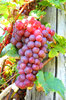 świeże winogrona 1