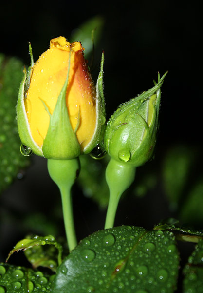 Wet Rosebuds