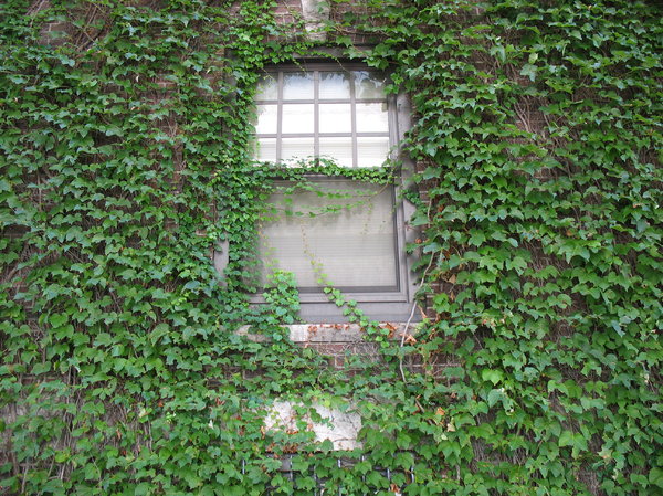 ivy window
