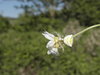 araña blanca en una flor blanca