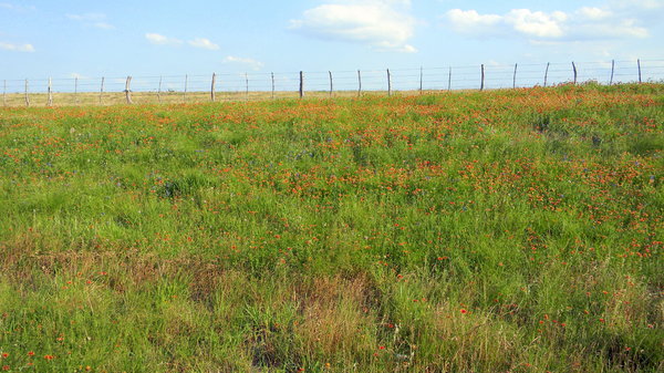 Texas Prairie