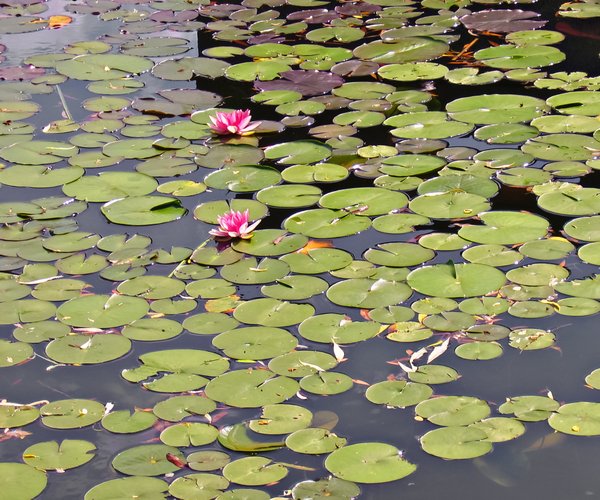 water lilys on a pond