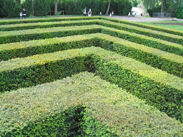 yew hedge maze 2