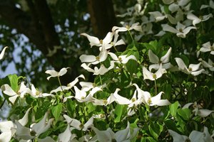 Dogwood+flower+pictures+free