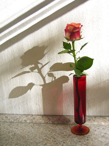 rose and shadow 2