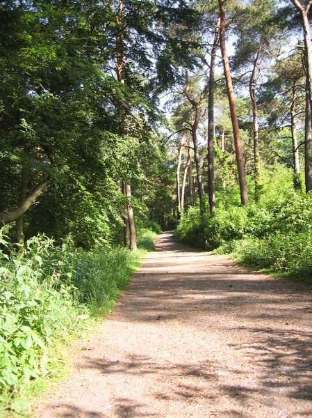 forest walkway