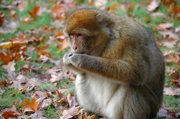 Eating barbary macaque monkey