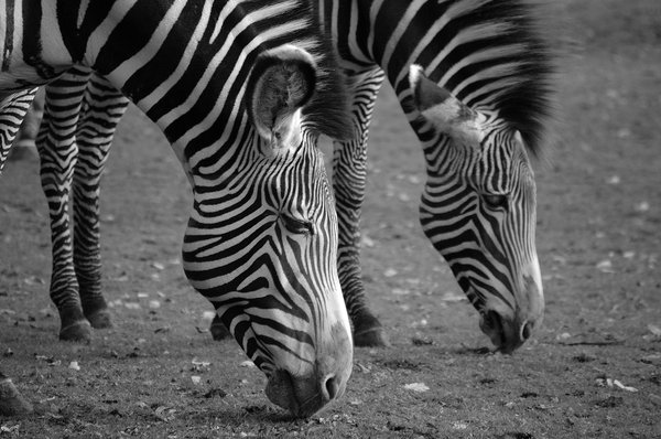 Zebra in Black & White