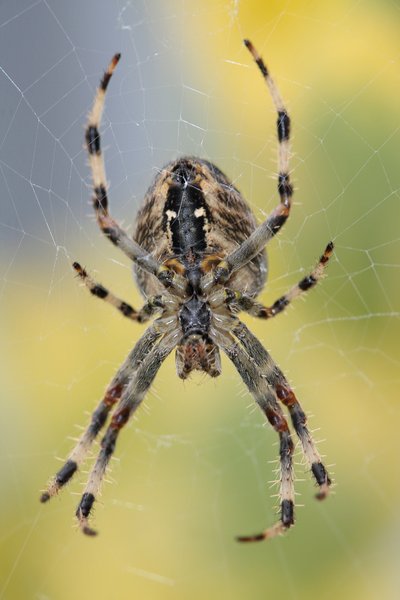 Posterior spider 1