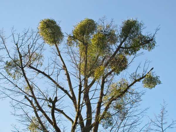mistletoe tree