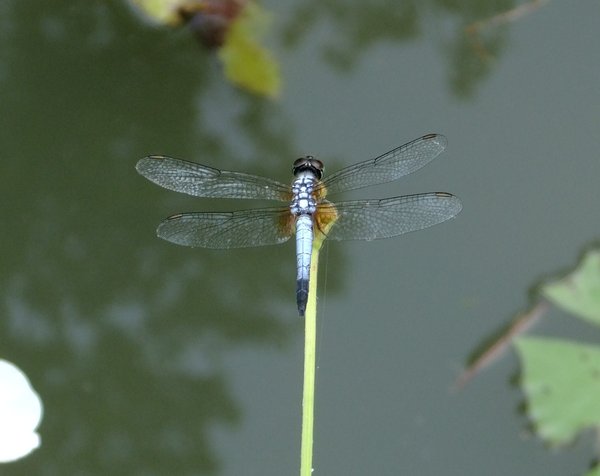Tropical Dragonfly
