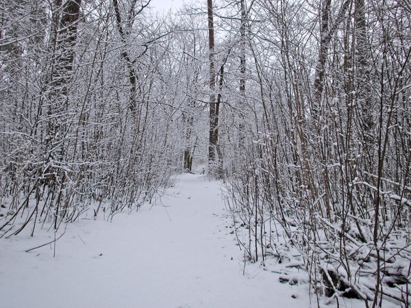 atmospheric winter forest