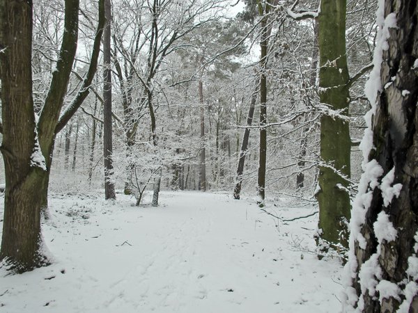 idyllic winter forest