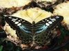 mariposa tropical