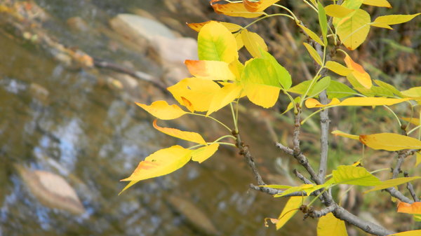 Leaves over the river