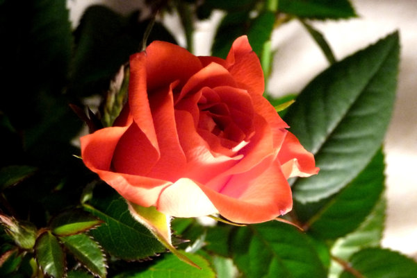Scarlet rose in subdued light