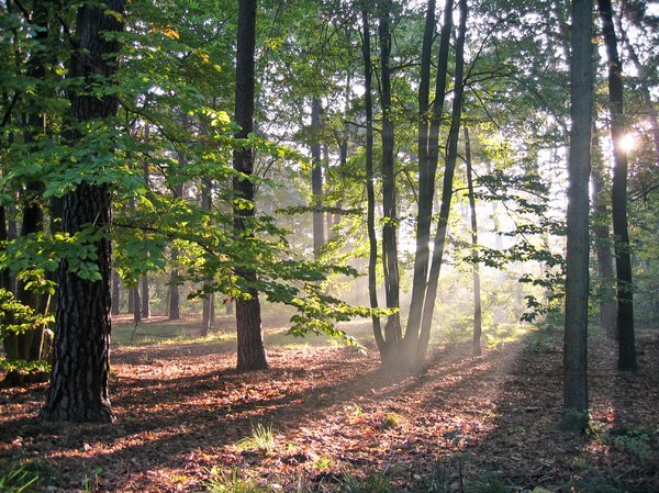 autumn forest light 2
