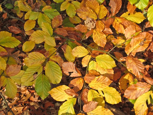 autumn beech leaves