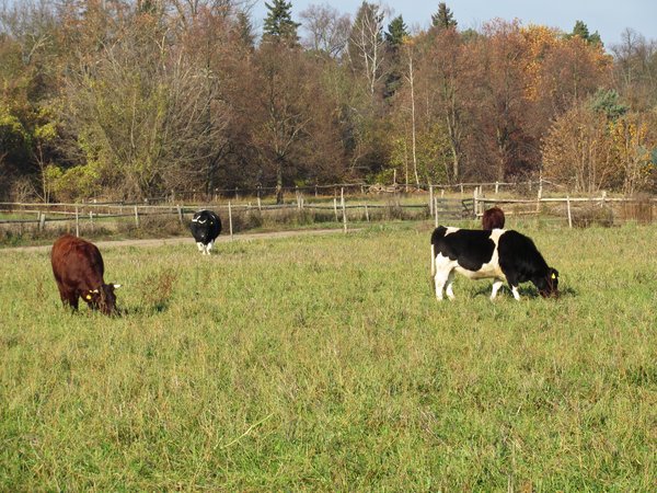 grazing cows 2