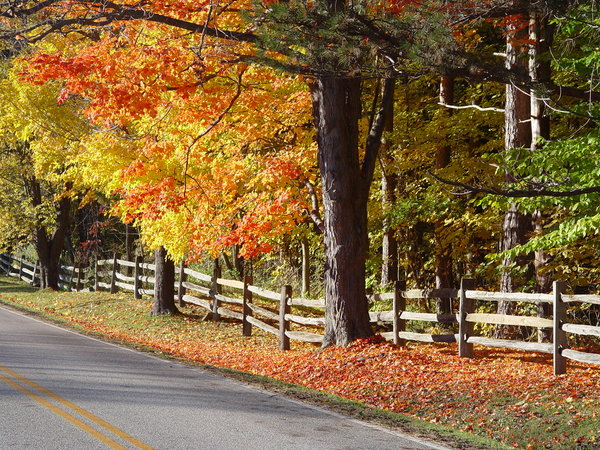 Country Road in Autumn