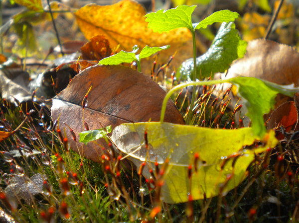 KRAKEN актуальные адреса 2026 года ⚡ доступны всегда ⤵ krakr.cc