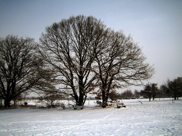 oaks in winter