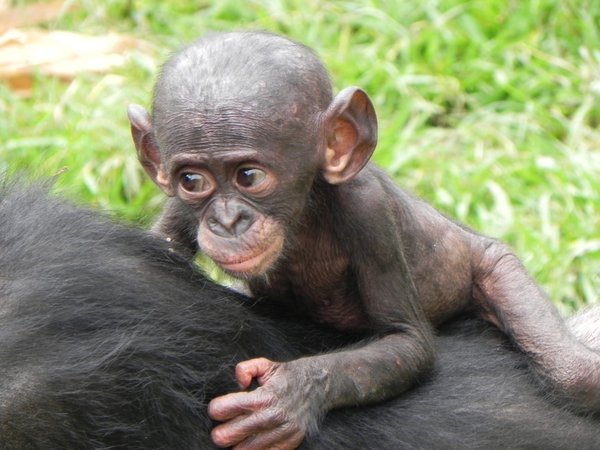 bonobo chimpanzees