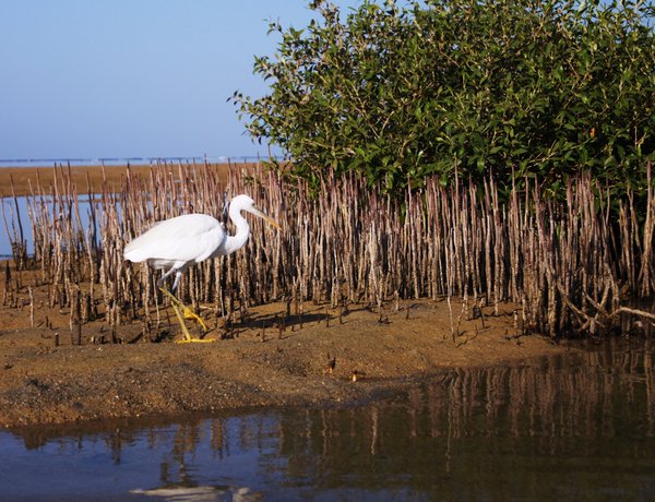 Mangrove forest and a bird