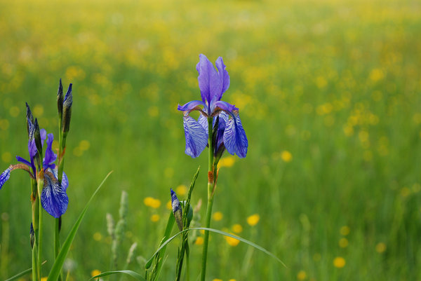 blue iris in the wetland
