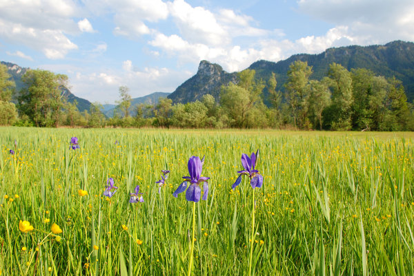 blue iris in the wetland