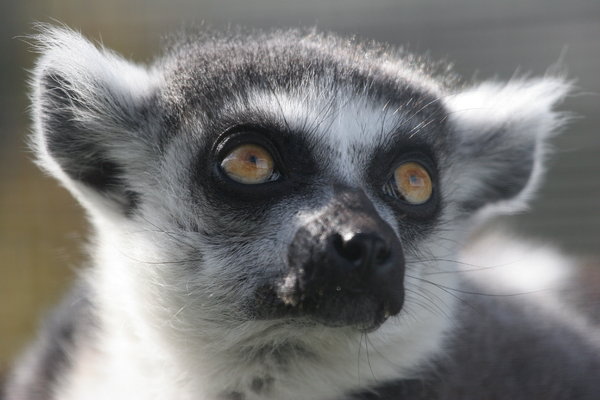 Ring-Tailed Lemur Portrait