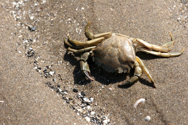 Crab on Beach