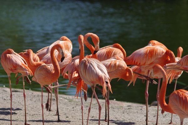 Bunch of flamingoes